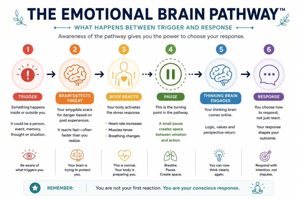 Infographic illustrating the Emotional Brain Pathway, showing how an emotional trigger moves through threat detection, body reaction, a mindful pause, thinking brain activation, and a thoughtful response.