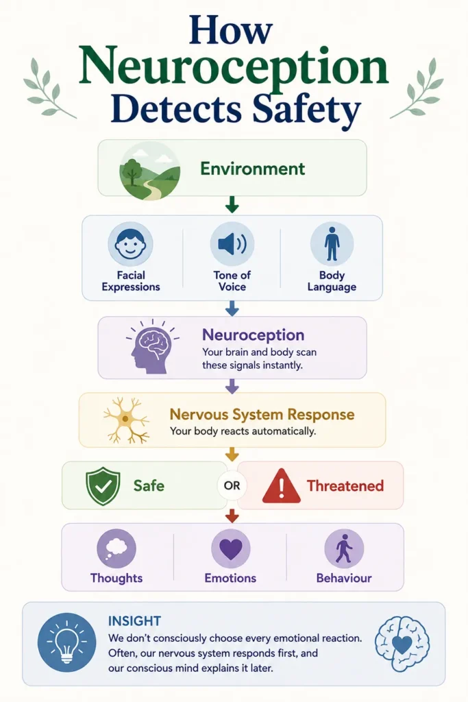 Infographic explaining how neuroception detects safety by processing environmental cues, facial expressions, tone of voice, body language, nervous system responses, and their influence on thoughts, emotions, and behavior.